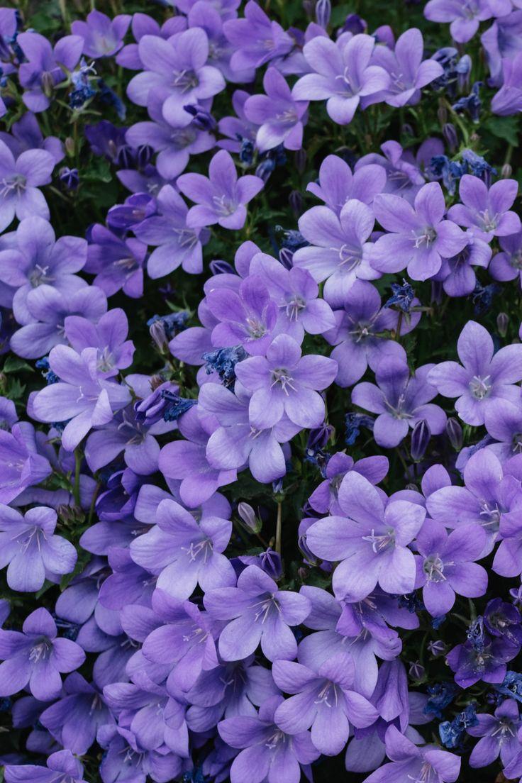 Sapphire Skies Eternal Blossoms